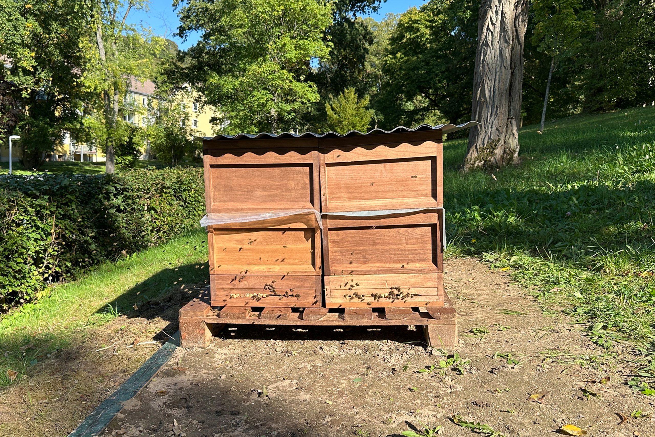 Bienenstöcke aus Holz auf einer Grünfläche mit Bäumen.