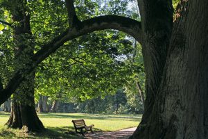 Parkanlage mit Baum und Bank.